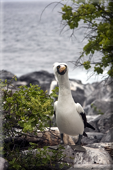 foto Flora e la fauna della Isole Galapagos